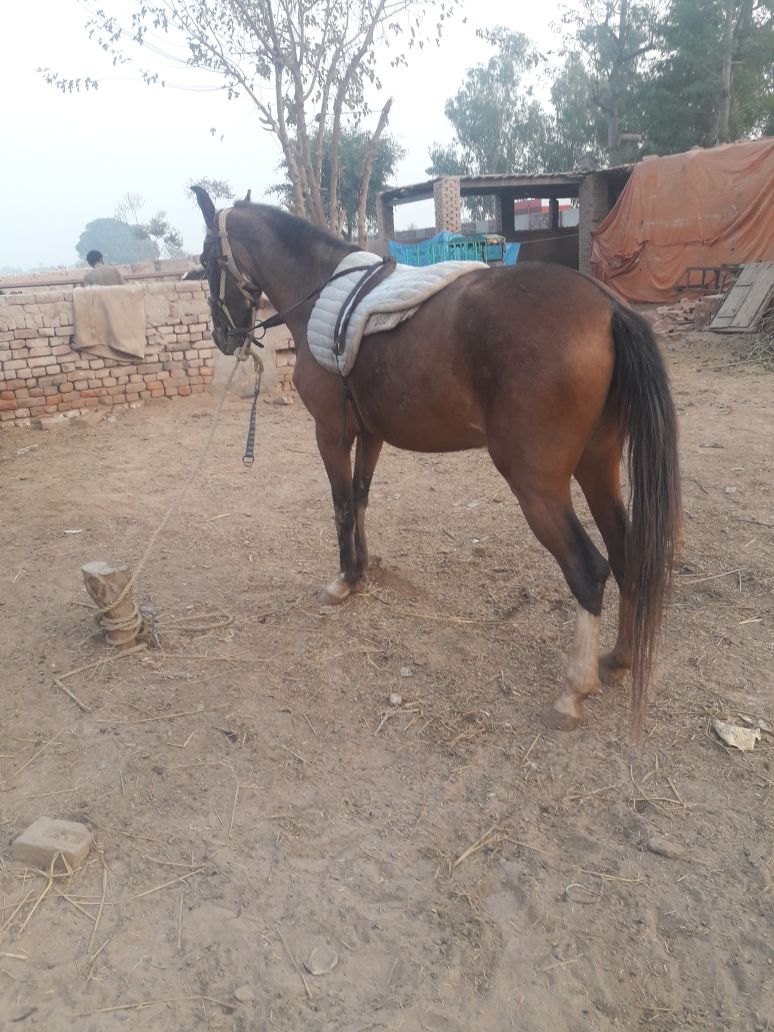 Female horse age 2 year 5 Month one month pregnant for sale